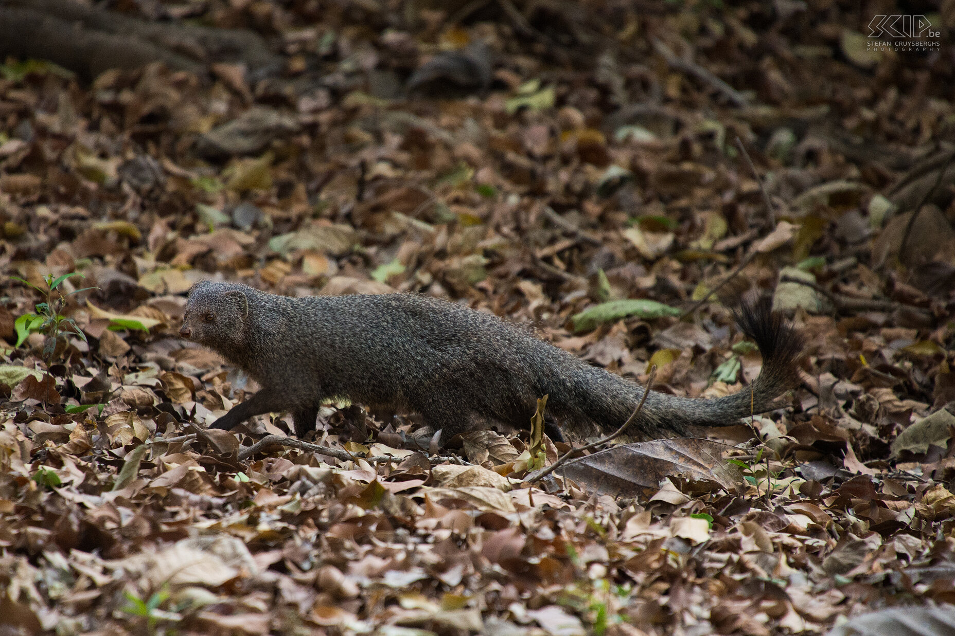 Tadoba - Ruddy mangoeste (Ruddy mongoose/Herpestes smithii) Stefan Cruysberghs